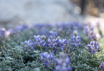 Poster - Narrow Focus Of Lupine Blooming In Field