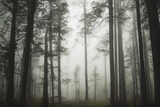 Fototapeta Na ścianę - Generative AI forest with large trees, fog in the background, autumn scene.