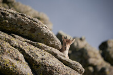 Wild Goat Standing Among Rocks