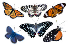 Collection Of Butterflies 