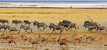 Large Herd Of Zebra, Wildebeest And Springbok Ina Panic Running Across The Dry African Savannah With Flying Dust.  Some Motion Blur Is Visible