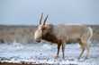 Saiga antelope or Saiga tatarica walks in steppe near waterhole in winter