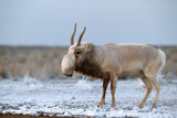 Fototapeta  - Saiga antelope or Saiga tatarica walks in steppe near waterhole in winter