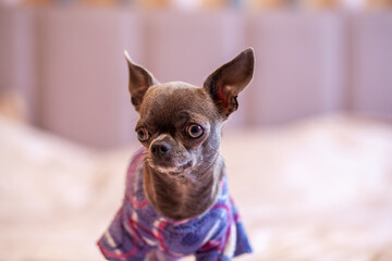 Aufkleber - A close-up image shows a cute chihuahua puppy of a domestic mammal breed lying relaxing on a bed. Pets are resting, sleeping. A touching and emotional portrait. Dog ears, eyes and muzzles