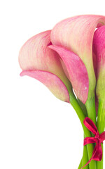 Canvas Print - Calla lilly