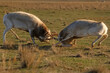 Saiga antelopes or Saiga tatarica fight in steppe near waterhole in winter