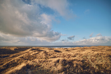 Wall Mural - large Grass Dunes in western Denmark. High quality photo