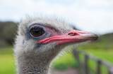 Fototapeta Miasto - Closeup of the head of ostrich
