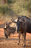 Fototapeta Miasto - Wildebeest grazing in Africa