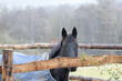 Pferd wartet hinterm Zaun