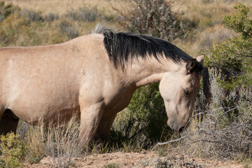 Canvas Print - Wild Horse in the Wyoming Desert in Autumn