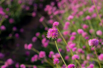 Wall Mural - closeup gomphrena globosa amaranthus flowers