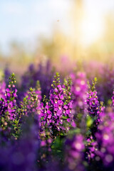 Wall Mural - angelonia goyazensis benth in in flowers village, udon thani province in thailand