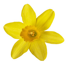 Macro Of A Yellow Daffodil Flower In PNG Format