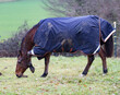 ein braunes Pferd eingedeckt mit einer blauen neuen Regendecke mit Reflektoren auf der Futtersuche auf einer Weide im Winter scharrt im Gras