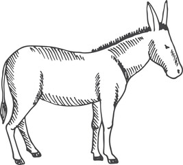 Canvas Print - Donkey sketch. Farm animal. Hand drawn mammal