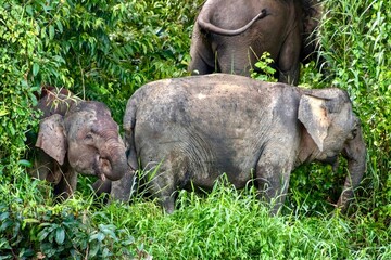 Wall Mural - Borneo pygmy elephants eating plants near the Kinabatangan River, Sukau, Sabah, Malaysia