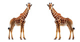 Fototapeta  - AI generative giraffe isolated on white