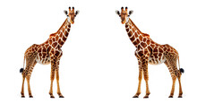 AI Generative Giraffe Isolated On White
