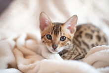 Portrait Of Bengal Kitten Covered In White Blanket, Cute Cat Has A Rest
