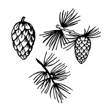 Larch Foliage And Pine Cones Set. Larch Branch Line Art Sketch. Nature. Tree. Hand Drawn Vector Illustration
