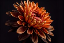 Photorealistic Macro Shot Of A Orange Flower Black. AI Generated Art Illustration.