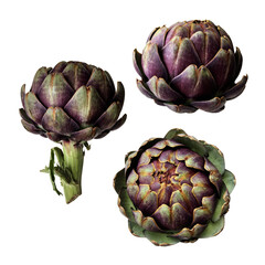 Wall Mural - Artichokes set fresh violet vegetable plants cutout close-up, raw food organic diet concept, clipping path