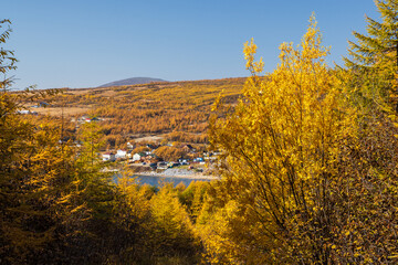 Wall Mural - Autumn rural landscape. View of bushes and trees with yellow crowns. In the distance on the seashore on the hill of the house. Autumn season. Shallow depth of field and blurry background.