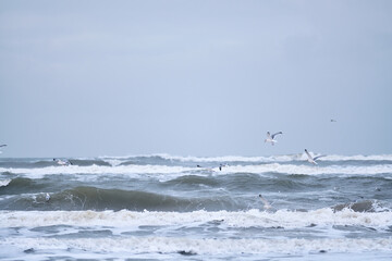 seagulls flying over big waves on northern sea. high quality photo
