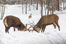 Two Males Red Deer Fighting In Winter