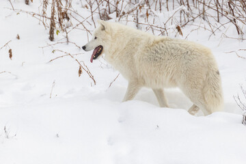 Poster - Arctic wolf (Canis lupus arctos) in winter 