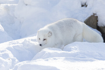 Canvas Print - Arctic fox (Vulpes lagopus) in winter