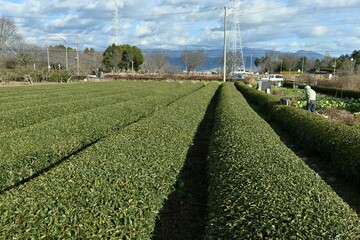 Sticker - Tea plant cultivation. The leaves are picked and dried to make green tea or black tea.