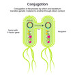 Horizontal Gene Transfer Conjugation scientific vector illustration infographic