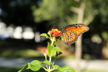 Wall Mural - Beautiful orange Monarch butterfly on plant outdoors