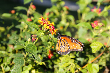 Wall Mural - Beautiful orange Monarch butterfly on plant outdoors