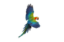 Colorful Harlequin Macaw Flying Isolated On Transparent Background Png File
