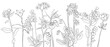 vector drawing natural background with wild flowers, flowering meadow, black and white coloring page, hand drawn illustration