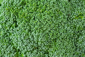  Nutritious, healthy, fresh raw broccoli crown in closeup as a macro background
