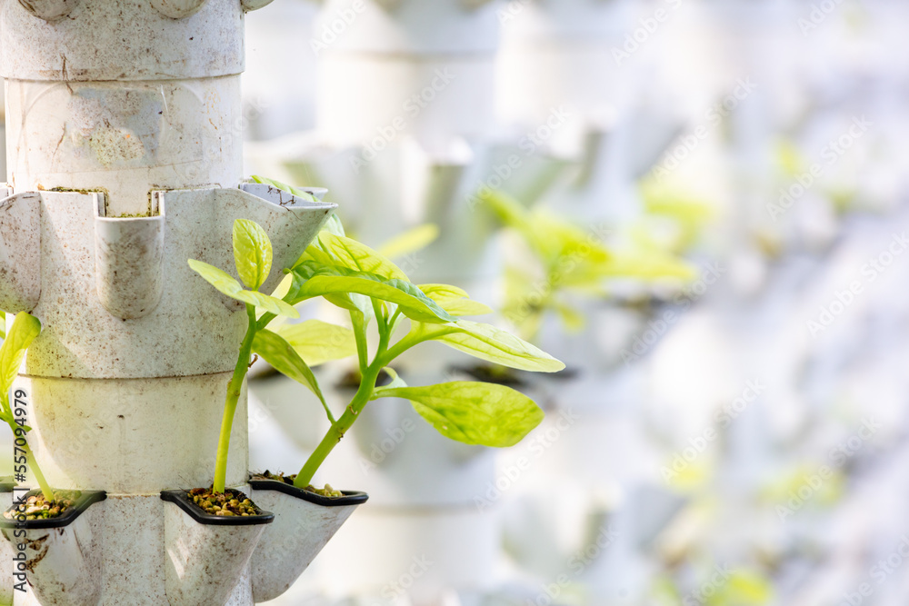 Sustainable Agriculture Aquaponics Based Production Method Farm