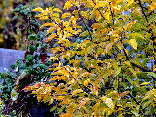 Wall Mural - bright colorful autumn leaves on tree branches