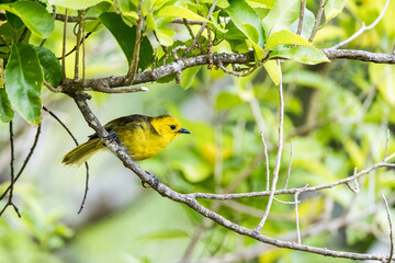 Wall Mural - yellowhead, mohoua ochrocephala