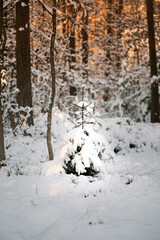 Canvas Print - Lone small forest pinetree covered with fresh snow. One little christmas tree in the woods.