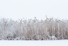Frosty Reedbed In A Frozen Lake