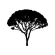 Acacia tree, manually traced and highly detailed vector silhouette