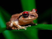 Red Eyed Tree Frog, Puerto Rican Coquí Churi In The Forest