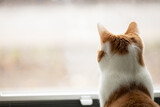 Fototapeta  - sad cat waiting for the owner in home at natural window background