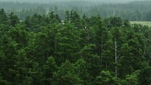 A Stork Flies Over A Coniferous Forest In The Mountains. A White Stork Flying Over A Green Forest In The Summer.