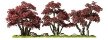 Perennial Maroon Leaf Trees Row Landscape Isolated Cut Out On Transparent Backgrounds 3d Illustration