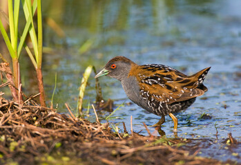 Wall Mural - Kleinst Waterhoen; Baillon's Crake; Porzana pusilla